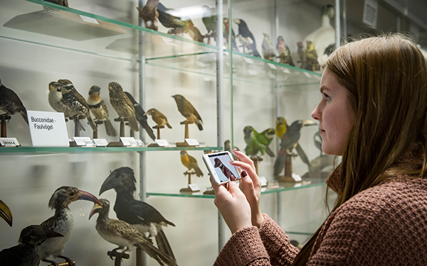 Eine Frau steht mit einem digitalen Guide vor einer Vitrine mit ausgestöpften Vögeln.