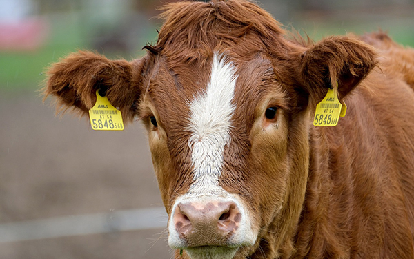 Kopf einer braunen Kuh, die mit zwei gelben Chips im Ohr in die Kamera guckt.